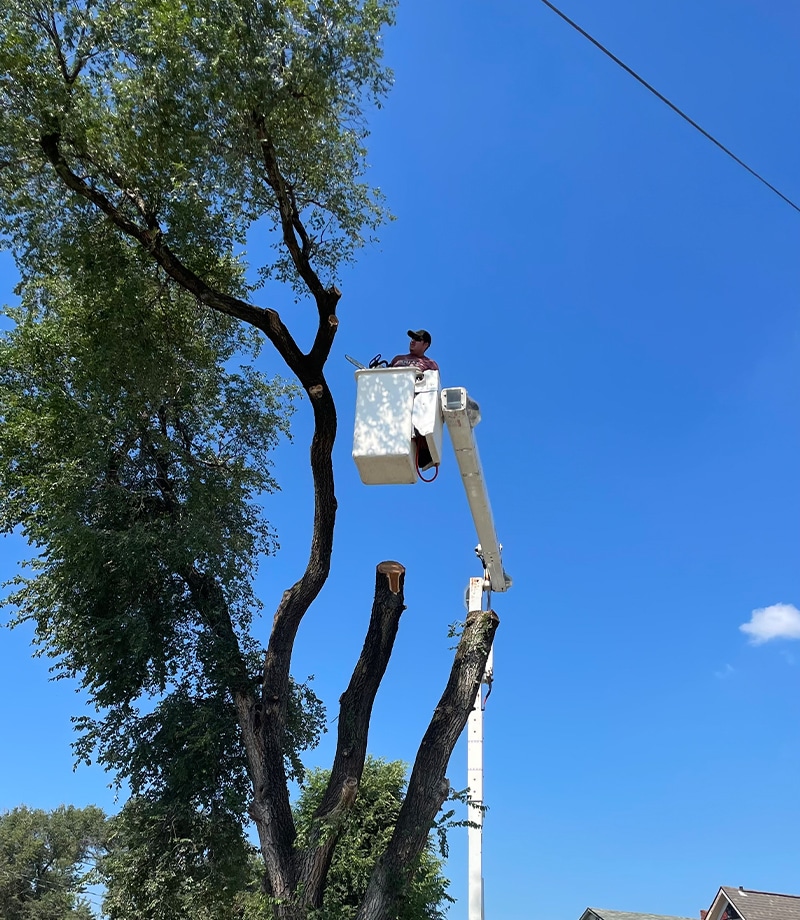 Tree trimming