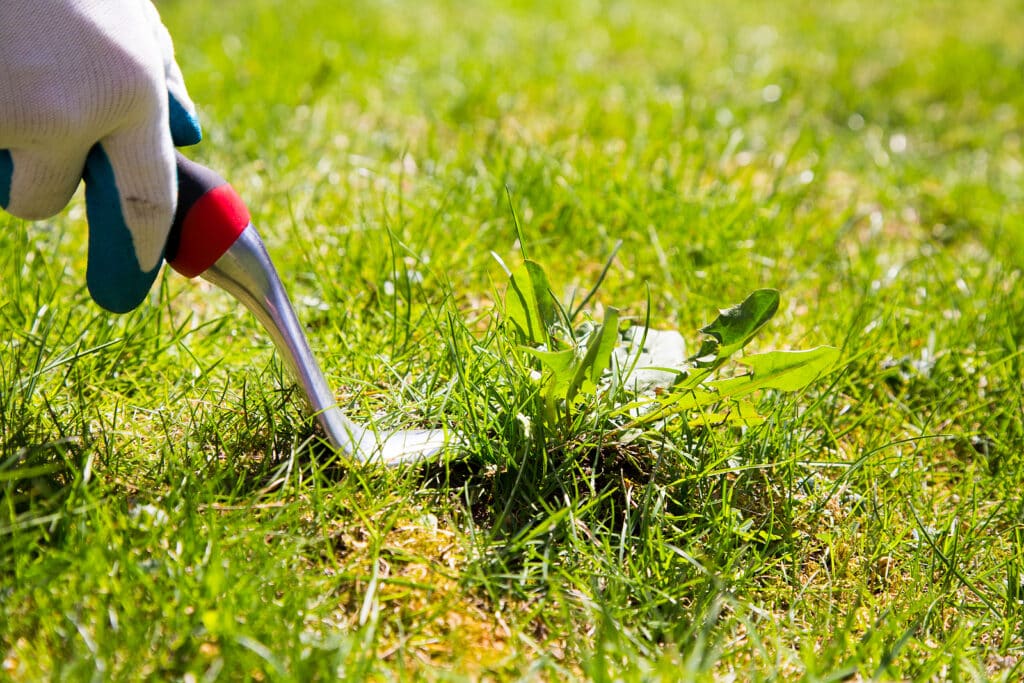 Weed control